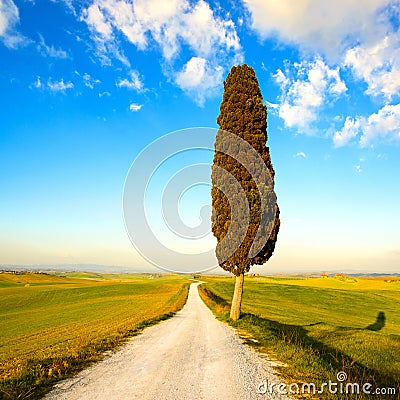 Tuscany, lonely cypress tree and rural road. Italy