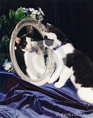 Tuxedo cat looking in Mirror