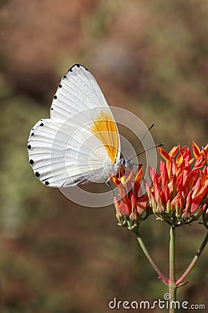 Twin Dotted Border Butterfly