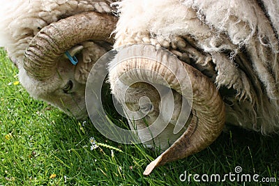 Twin horned sheep