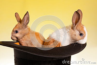 Twin rabbits in a top hat