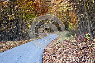 Twisting Autumn road