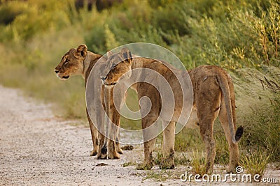 Two adult female lions walk along road in Namibia, Botswana, Africa