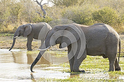 Two African elephants drinking water, South Africa (Loxodonta af