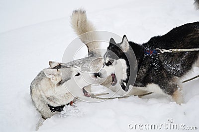 Two aggressive dogs