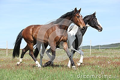 Two amazing horses running on spring pasturage