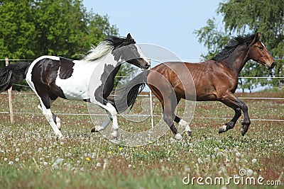 Two amazing horses running on spring pasturage