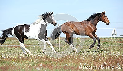 Two amazing horses running together