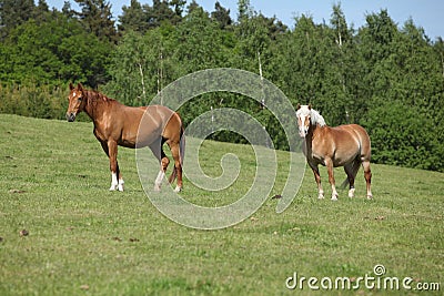 Two amazing horses standing on pasturage