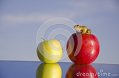 Two apples on mirror and green frog