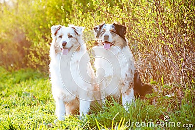 Two australian shepherd dogs in sunset light