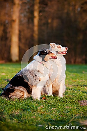 Two Australian shepherd dogs in sunset light