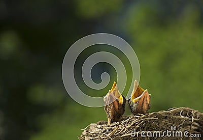 Two Baby Birds Singing For Supper