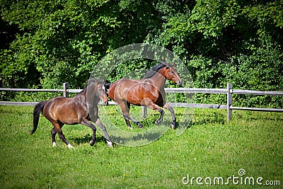 Two bay Horses cantering on hill