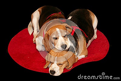 Two Beagle dogs