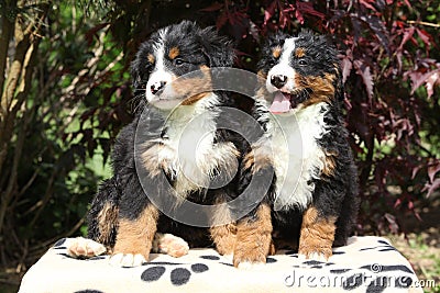 Two Bernese Mountain Dog puppies in front of dark red leaves