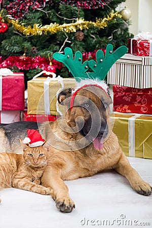 Two best friends dog and cat in Christmas night