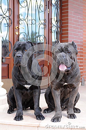 Two big gueard dogs ready to protect the house