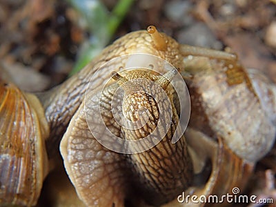 Two big snails have a sex. Very closeup view to snail sexual actions