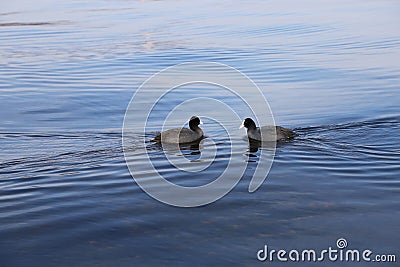 Two birds swimming to each other