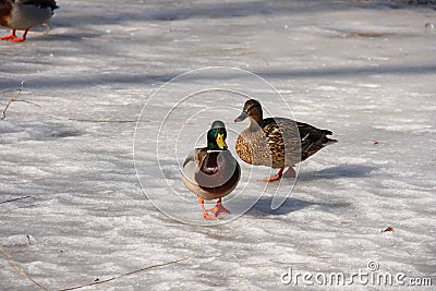 Two-birds-walking-on ice