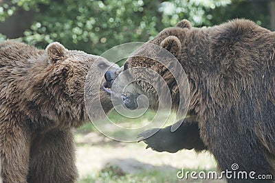 Two Black grizzly bears