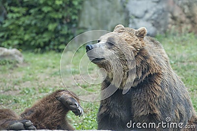 Two Black grizzly bears