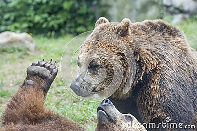 Two Black grizzly bears