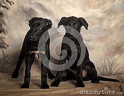 Two black puppy on a winter background