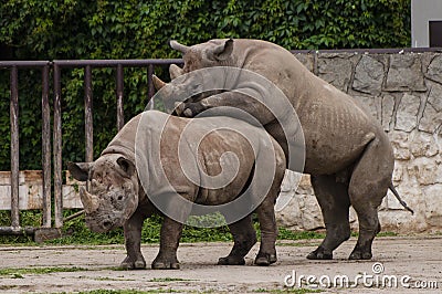 Two black rhinos
