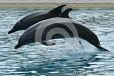 Two Bottlenose Dolphin jumps