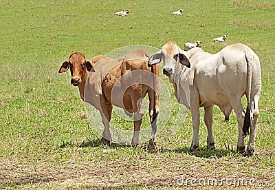 Two brahman cows on a cattle farm