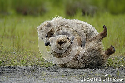 Two brown bear cubs playing