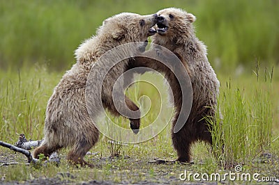 Two brown bear cubs playing