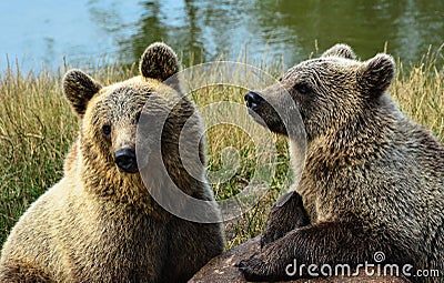 Two brown bear cubs