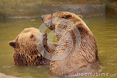 Two brown bears in water
