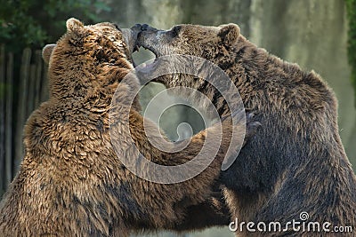 Two brown grizzly bears while fighting