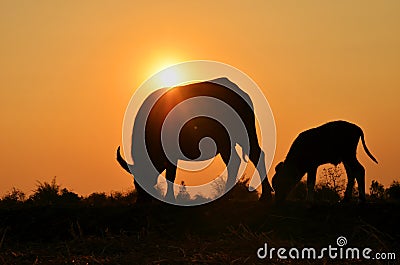 Two buffalo silhouette with sunlight background.