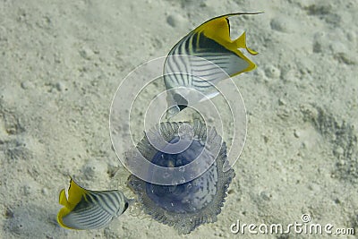 Two butterly angel fish