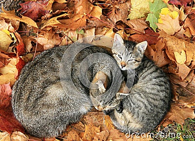 Two cats in autumn leave
