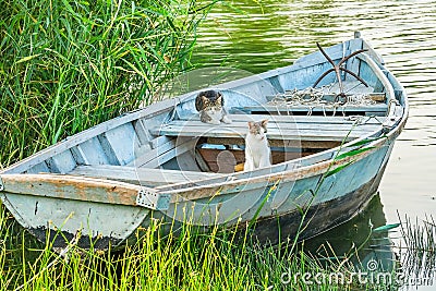 Two cats in a fishing boat