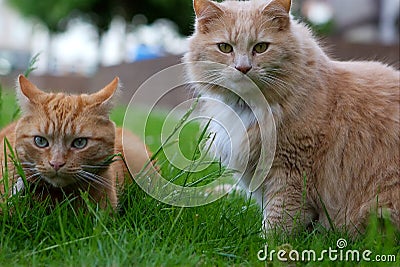 Two cats ginger and cream