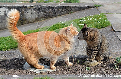 Two cats gives a kiss