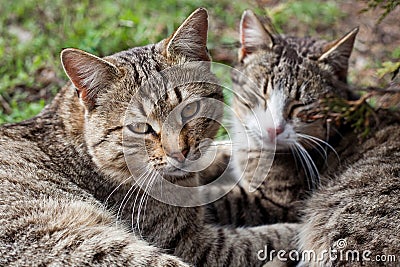Two cats on the grass