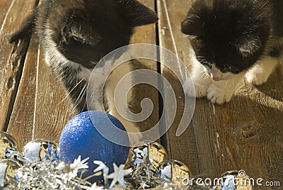 Two cats looking at Christmas decorations