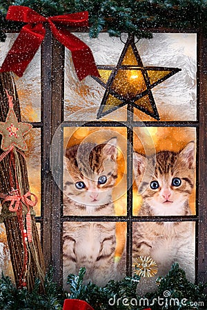 Two cats looking out a window with Christmas decorations