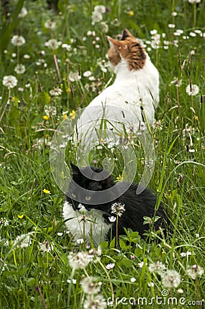 Two cats on meadow