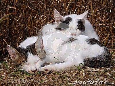 Two cats sleeping on straw bale