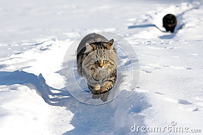 Two cats in the snow