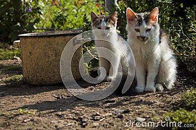 Two cats in the yard